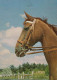 CABALLO Animales Vintage Tarjeta Postal CPSM #PBR841.ES - Caballos