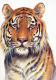 TIGRE Animales Vintage Tarjeta Postal CPSM #PBS066.ES - Tijgers