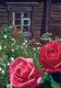 FLOWERS Vintage Ansichtskarte Postkarte CPSM #PAS130.DE - Flores