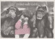 AFFE Tier Vintage Ansichtskarte Postkarte CPSM #PAN986.DE - Monkeys