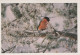 UCCELLO Animale Vintage Cartolina CPSM #PAM654.IT - Oiseaux