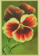 FLOWERS Vintage Ansichtskarte Postkarte CPSM #PBZ597.DE - Blumen