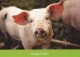 PIGS Tier Vintage Ansichtskarte Postkarte CPSM #PBR780.DE - Schweine