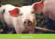 PIGS Tier Vintage Ansichtskarte Postkarte CPSM #PBR780.DE - Schweine