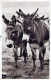ASINO Animale Vintage CPA Cartolina #PAA287.IT - Donkeys