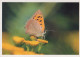 FARFALLA Animale Vintage Cartolina CPSM #PBS446.IT - Butterflies