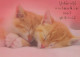 GATTO KITTY Animale Vintage Cartolina CPSM #PBQ999.IT - Chats