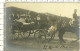 Foto D'Epoca - Nobili In Carrozza Con Cavallo - 1904 - N.V. - Photographie