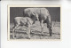 Mit Trumpf Durch Alle Welt Tier Mutter Und Kind  Elen - Antilope Mit Kalb    B Serie 15 #2 Von 1933 - Zigarettenmarken