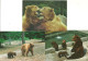 LOT 5 CPA/CPM OURS - Bears