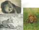 LOT 6 CPA/CPSM/CPM LIONS - Löwen