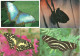 LOT 8 CPA/CPM PAPILLONS - Schmetterlinge