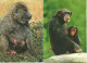 LOT 9 CPA/CPSM/CPM SINGES - Singes