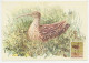 Maximum Card Netherlands 1961 Bird - Curlew - Other & Unclassified