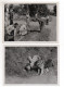 F5910/ Fuchsjagd Mit Hund Jäger Jagd  3 Fotos Ca. 1950  18 X 13 Cm - Unclassified