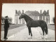 Haras Du Pin Orne King Kong Chevaux Horse Paard - Caballos