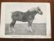 Chevaux Brabancon Paard Brabander 1900 - Paarden