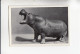 Mit Trumpf Durch Alle Welt  Großtiere Das Nilpferd   B Serie 20 # 4 Von 1933 - Zigarettenmarken