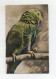 T4041/ Plastik Augen -  Wellensittich  Vogel  Foto  AK Ca.1925  - Pájaros