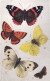 1930circa-Farfalle Butterflies And Moths Tuck's Card - Butterflies