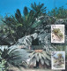 1996-Cina China MC25, Cycas Maximum Cards - Storia Postale