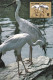 1986-Cina China T110, Scott 2033-35 White Crane Maximum Cards - Storia Postale