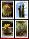 Ref. BR-V2022-14 BRAZIL 2022 - FAUNA FLORA - SUCCULENTS,MERCOSUL SERIES, CACTUS, SET MNH, FLOWERS, PLANTS 4V - Nuovi