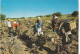 PORTUGAL. VILLA DO CONDE(ENVOYE DE); SCENE DE VENDANGES..ANNEES 70 + TEXTE + TIMBRES. - Autres & Non Classés