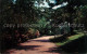 73130623 Chestnut_Hill Rhododendrons Main Drive - Autres & Non Classés