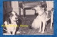 Photo Ancienne Snapshot - Beau Portrait De Chien à La Maison - Race à Identifier - Tapis Chaise Dog Hund - Anonymous Persons