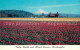 73127772 Mount_Rainier Tulpenfelder - Autres & Non Classés