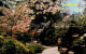 73123617 San_Francisco_California Japanese Tea Garden Golden Gate Park - Sonstige & Ohne Zuordnung