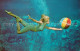 73123495 Miami_Beach Weeki Wachee Mermaid Floridas Underwater Grand Canyon Merma - Sonstige & Ohne Zuordnung