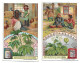 S 906, Liebig 6 Cards, Plantes Médicinales ( Ref B24) - Liebig