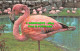 R482673 Rosy Flamingo. The Zoological Society Of London. M. Lyster - Altri & Non Classificati