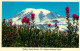73057865 Washington DC Mt Rainier National Park Indian Paint Brush  - Washington DC