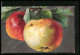 Künstler-AK Catharina Klein: Zwei Äpfel Am Baum  - Klein, Catharina