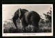 AK Südafrikanischer Elefant In Freier Wildbahn  - Éléphants