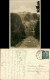 Ansichtskarte Feldberg (Schwarzwald) Wald Partie Am See, Berg, Bergkamm 1930 - Feldberg