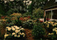 73930739 Linswege Rhododendron Hybriden Am Gaestehaus - Westerstede