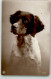 39626605 - Verlag NPG 3052 - Dogs