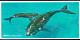 BALEINES - ROSS DEPENDENCY - THE COLDEST PLACE ON EARTH - WHALE COLVING ACTION - Baleines