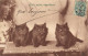 Trois Petits Négrillons Pionnière RV - Katten