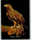 12092405 - Voegel  Steinadler 1965 AK - Birds