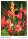 Martinique - Bouquet De Fleurs Tropicales - CPM - Voir Scans Recto-Verso - Sonstige & Ohne Zuordnung