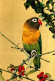 Animaux - Oiseaux - A Définir - Perruche - Carte Neuve - CPM - Voir Scans Recto-Verso - Oiseaux