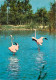 Oiseaux - Flamants Roses - Camargue - Flamingos - CPM - Voir Scans Recto-Verso - Uccelli