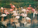 Oiseaux - Flamants Roses - Parc Floral De La Source à Orléans - Flamingos - CPM - Voir Scans Recto-Verso - Uccelli