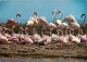 Oiseaux - Flamants Roses - Camargue - Flamingos - CPM - Voir Scans Recto-Verso - Birds