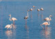 Oiseaux - Flamants Roses - Camargue - Flamingos - CPM - Voir Scans Recto-Verso - Oiseaux